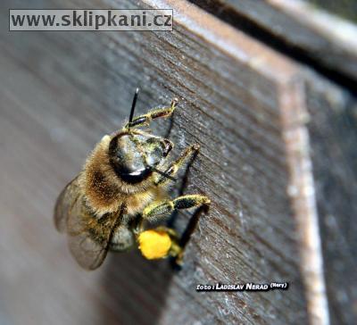 Apis-mellifera-carnica